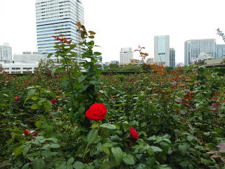 zej[I[^j Red Rose Garden