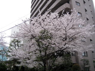 マンション前庭の桜