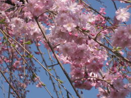 谷中桜